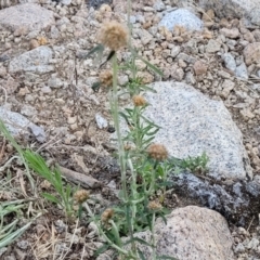 Euchiton involucratus at Beechworth, VIC - 3 Jan 2024