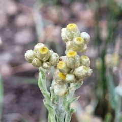 Pseudognaphalium luteoalbum (Jersey Cudweed) at Beechworth, VIC - 3 Jan 2024 by trevorpreston