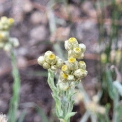 Pseudognaphalium luteoalbum at Beechworth, VIC - 3 Jan 2024 07:50 PM