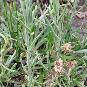 Pseudognaphalium luteoalbum at Beechworth, VIC - 3 Jan 2024 07:50 PM