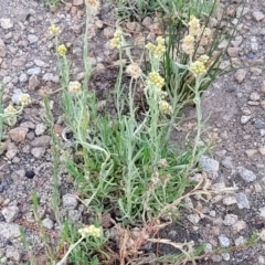 Pseudognaphalium luteoalbum at Beechworth, VIC - 3 Jan 2024 07:50 PM