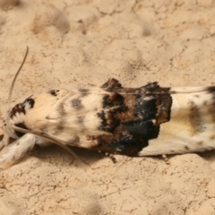 Piloprepes antidoxa (A concealer moth) at Nadjung Mada NR - 2 Jan 2024 by jb2602