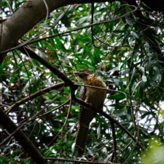 Eudynamys orientalis (Pacific Koel) at Acton, ACT - 2 Jan 2024 by AlexKT