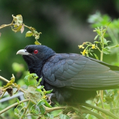 Eudynamys orientalis (Pacific Koel) at Tahmoor, NSW - 31 Dec 2023 by Freebird