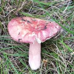 Russula sp. (genus) (Russula) at Cook, ACT - 3 Jan 2024 by wandering