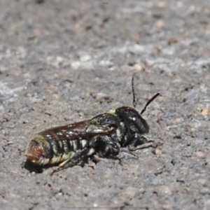 Megachile (Hackeriapis) rhodura at Murrumbateman, NSW - 3 Jan 2024