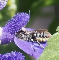 Megachile (Hackeriapis) rhodura at Murrumbateman, NSW - 3 Jan 2024 09:33 PM