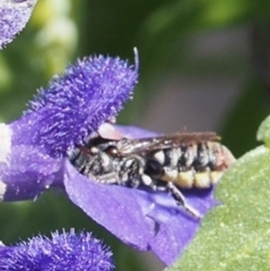 Megachile (Hackeriapis) rhodura at Murrumbateman, NSW - 3 Jan 2024
