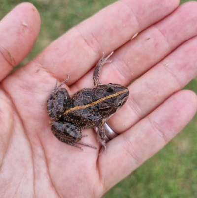 Limnodynastes tasmaniensis (Spotted Grass Frog) at Burra, NSW - 3 Jan 2024 by Shairlyn