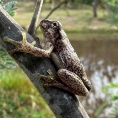 Litoria peronii (Peron's Tree Frog, Emerald Spotted Tree Frog) at Hackett, ACT - 3 Jan 2024 by Pirom