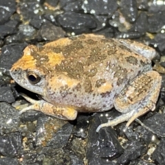 Uperoleia laevigata (Smooth Toadlet) at Jerrabomberra, NSW - 3 Jan 2024 by SteveBorkowskis