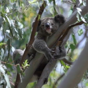 Phascolarctos cinereus at Ormiston, QLD - 3 Jan 2024