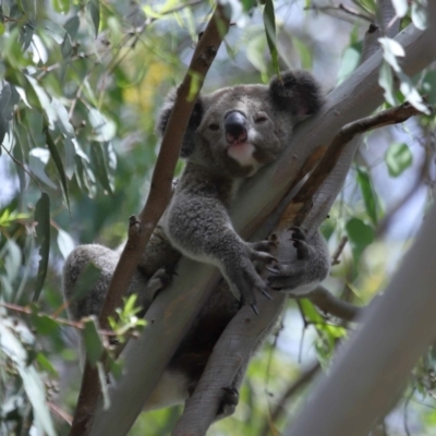 Phascolarctos cinereus (Koala) at Ormiston, QLD - 2 Jan 2024 by TimL