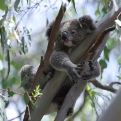 Phascolarctos cinereus at Ormiston, QLD - 3 Jan 2024