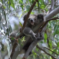 Phascolarctos cinereus at Ormiston, QLD - 3 Jan 2024