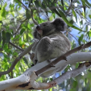 Phascolarctos cinereus at Ormiston, QLD - 3 Jan 2024