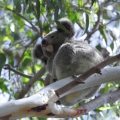 Phascolarctos cinereus at Ormiston, QLD - 3 Jan 2024