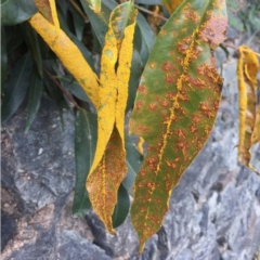 Austropuccinia psidii (Myrtle Rust) at Saint Lucia, QLD - 2 Jun 2021 by michaelb