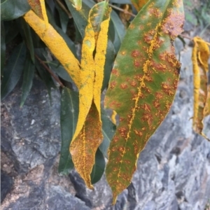 Austropuccinia psidii at Saint Lucia, QLD - 3 Jun 2021