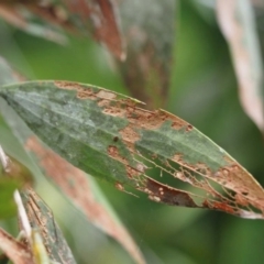 Austropuccinia psidii (Myrtle Rust) at Mount Surround, QLD - 18 Apr 2023 by michaelb