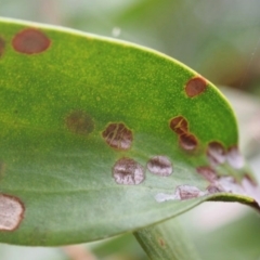 Austropuccinia psidii at Mount Surround, QLD - 19 Apr 2023