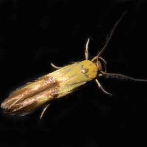 Stathmopoda crocophanes at Wellington Point, QLD - 3 Jan 2024