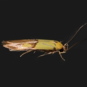 Stathmopoda crocophanes at Wellington Point, QLD - 3 Jan 2024