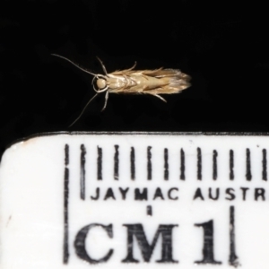 Stathmopoda crocophanes at Wellington Point, QLD - 3 Jan 2024