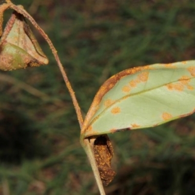 Austropuccinia psidii (Myrtle Rust) at Moorooka, QLD - 4 Apr 2012 by michaelb