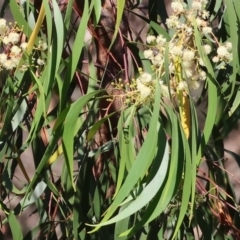 Acacia implexa (Hickory Wattle, Lightwood) at WREN Reserves - 27 Dec 2023 by KylieWaldon