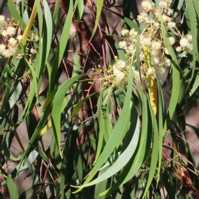 Acacia implexa (Hickory Wattle, Lightwood) at Wodonga, VIC - 27 Dec 2023 by KylieWaldon