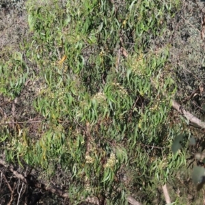 Acacia implexa at Wodonga - 28 Dec 2023
