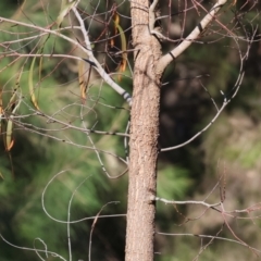 Acacia implexa at Wodonga - 28 Dec 2023