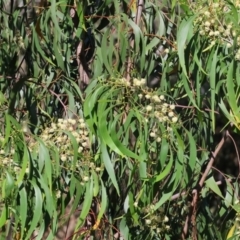 Acacia implexa at Wodonga - 28 Dec 2023