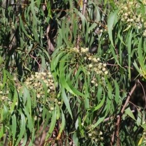 Acacia implexa at Wodonga - 28 Dec 2023 07:42 AM