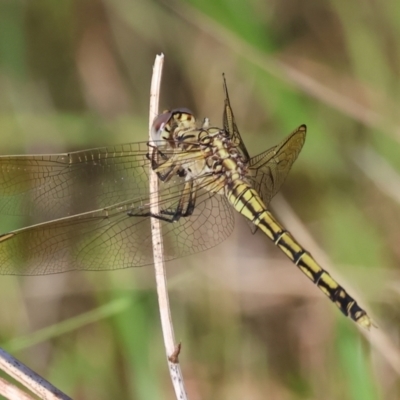 Orthetrum caledonicum (Blue Skimmer) at Wodonga - 27 Dec 2023 by KylieWaldon