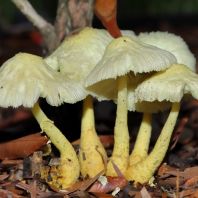 Unidentified Cap on a stem; gills below cap [mushrooms or mushroom-like] by TimL