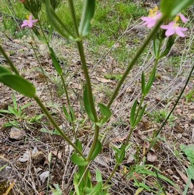 Centaurium erythraea (Common Centaury) at Conder, ACT - 2 Jan 2024 by Jmetcalfe001