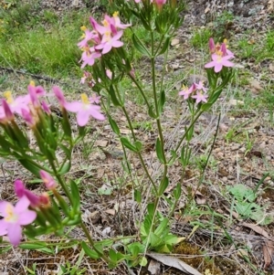 Centaurium erythraea at Rob Roy Range - 2 Jan 2024