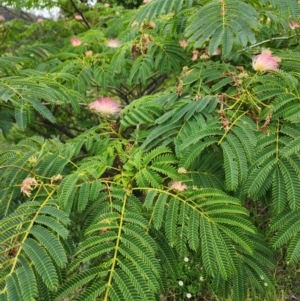 Albizia julibrissin at Conder, ACT - 2 Jan 2024