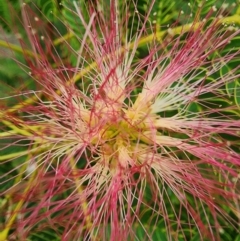 Albizia julibrissin at Conder, ACT - 2 Jan 2024