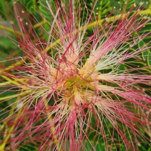 Albizia julibrissin at Conder, ACT - 2 Jan 2024