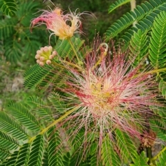 Albizia julibrissin at Conder, ACT - 2 Jan 2024