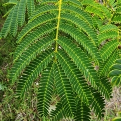 Albizia julibrissin at Conder, ACT - 2 Jan 2024