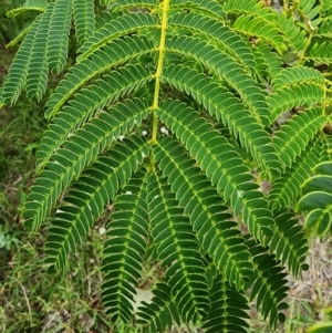 Albizia julibrissin at Conder, ACT - 2 Jan 2024