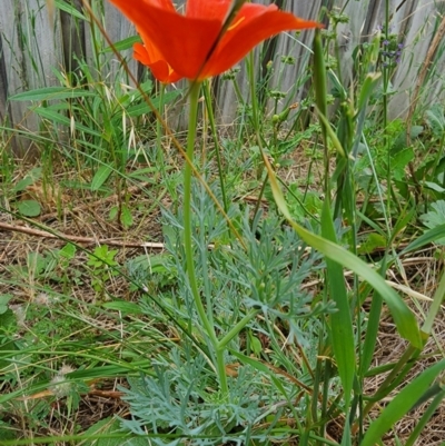Papaver hybridum (Rough Poppy) at Conder, ACT - 2 Jan 2024 by Jmetcalfe001