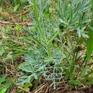 Papaver hybridum at Conder, ACT - 2 Jan 2024 11:05 AM