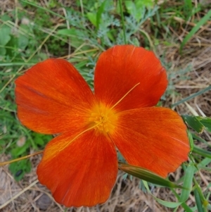 Papaver hybridum at Conder, ACT - 2 Jan 2024 11:05 AM