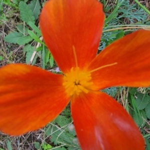 Papaver hybridum at Conder, ACT - 2 Jan 2024 11:05 AM