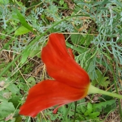 Papaver hybridum at Conder, ACT - 2 Jan 2024 11:05 AM